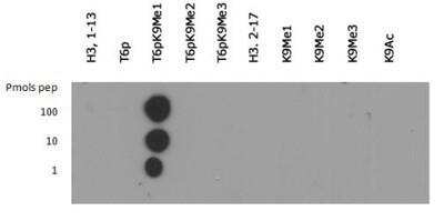 Dot Blot: Histone H3 [p Thr6, Monomethyl Lys9] Antibody [NB21-1052] - Analysis of H3K9me1/pT6 in picomoles of protein.